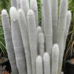 Cleistocactus strausii - Argento Torcia Cactus Neve Polo