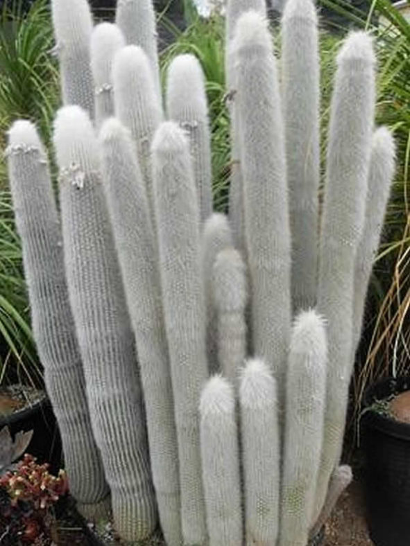 Cleistocactus strausii - Silver Torch Cactus Snow Pole
