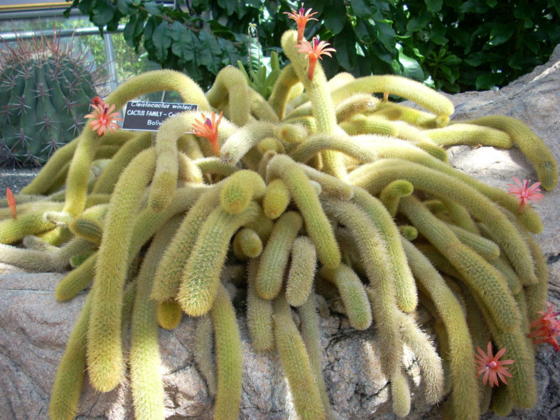 Cleistocactus winteri - Golden Rat Tail