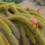 Cleistocactus winteri - Golden Coda di Ratto