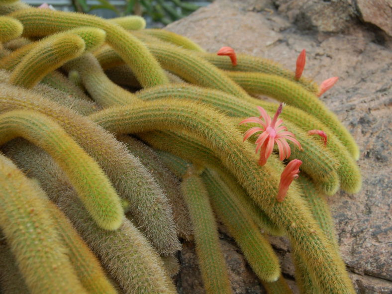 Cleistocactus winteri - Golden Rat Tail