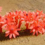 Cleistocactus winteri - Gouden Rat Tail