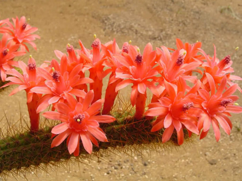 Cleistocactus winteri - Golden Rat Tail