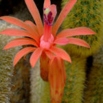  Cleistocactus winteri-Golden Rat Tail