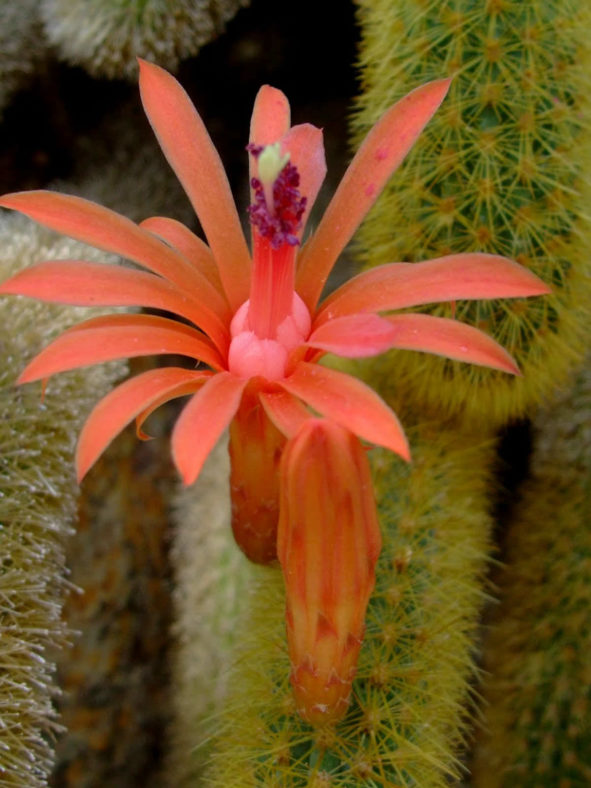 Cleistocactus winteri - Golden Rat Tail