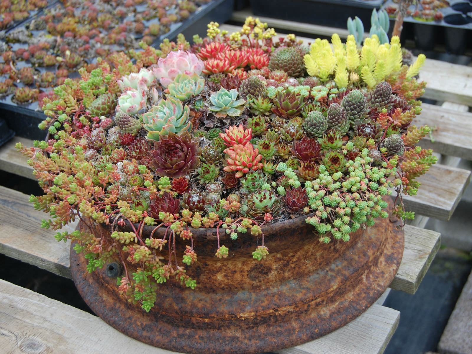 How to Grow and Care for Container Succulents 