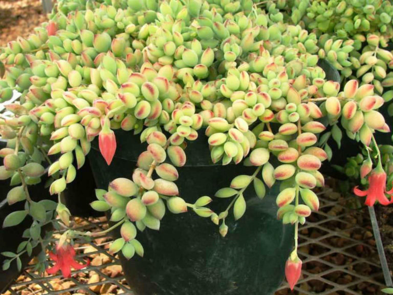 how-to-grow-and-care-for-cotyledon-world-of-succulents