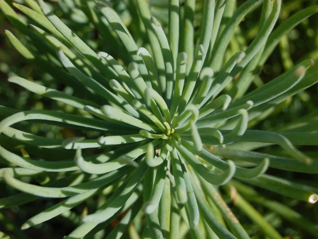 Curio talinoides (Narrow-leaf Chalk Sticks) aka Senecio talinoides