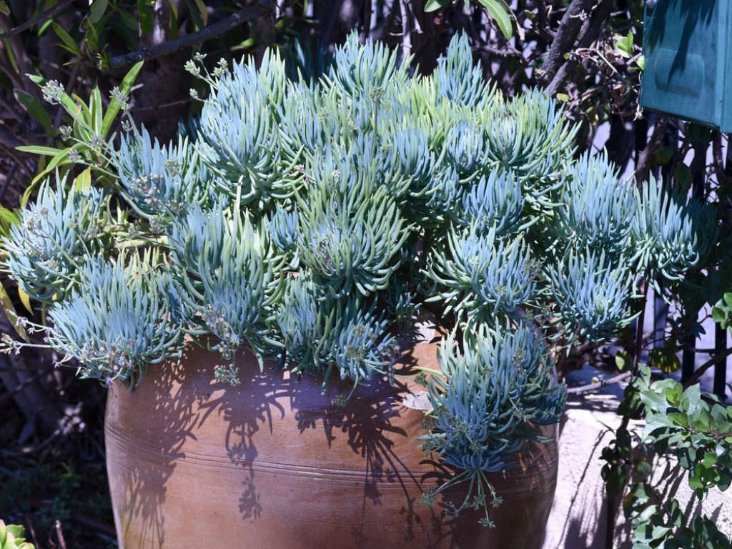 Blue Chalksticks Succulent in Iridescent Pot