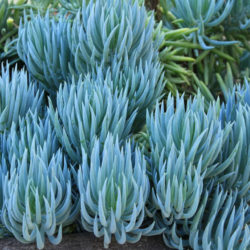 Curio talinoides var. mandraliscae - World of Succulents