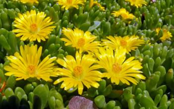 Delosperma nubigenum (Hardy Yellow Ice Plant) Delosperma nubigenum (Hardy Yellow Ice Plant)