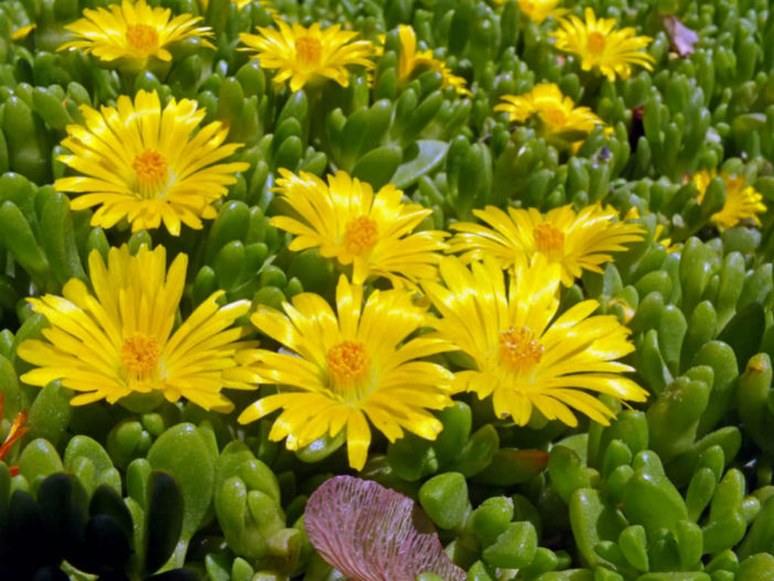 Delosperma nubigenum (Hardy Yellow Ice Plant)