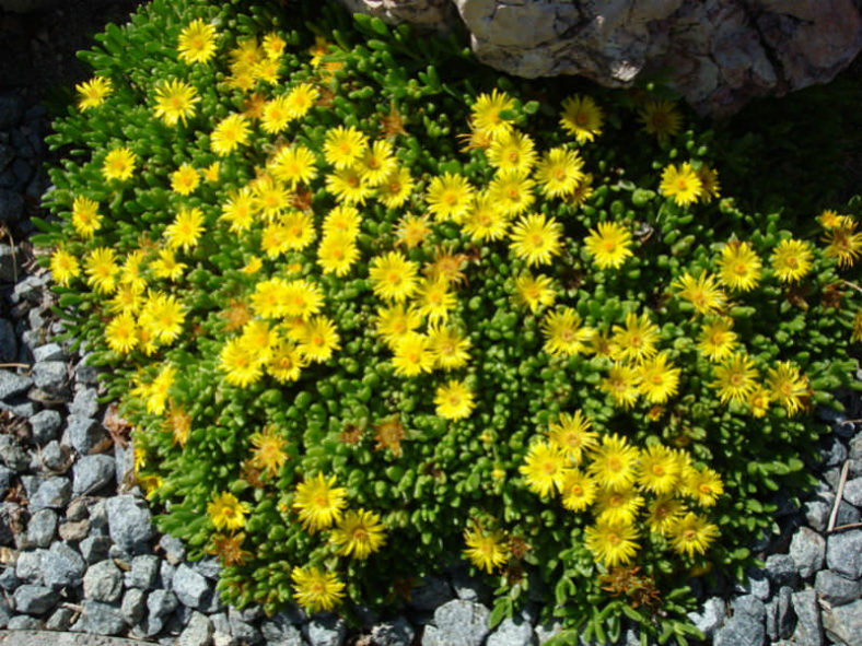 Delosperma nubigenum (Hardy Yellow Ice Plant)