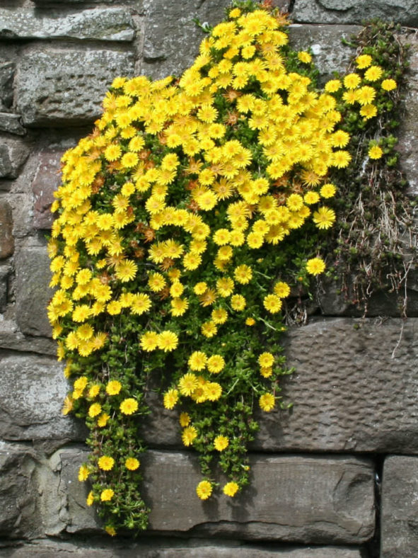 Delosperma nubigenum (Hardy Yellow Ice Plant)