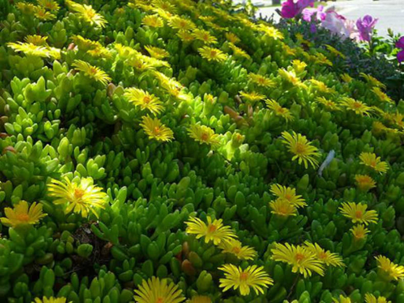 Delosperma nubigenum (Hardy Yellow Ice Plant)
