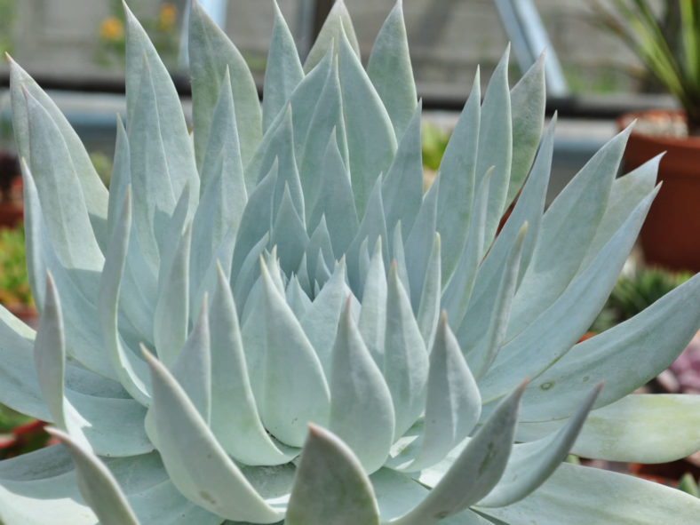 Dudleya brittonii (Giant Chalk Dudleya)