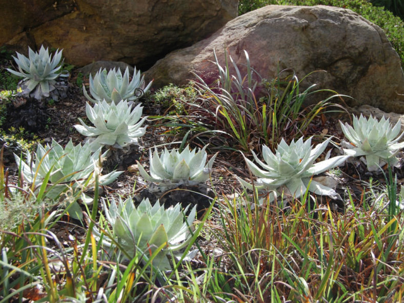 Dudleya brittonii (Giant Chalk Dudleya)