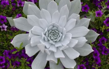 Dudleya brittonii (Giant Chalk Dudleya) Dudleya brittonii (Giant Chalk Dudleya)