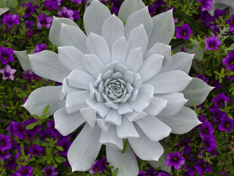 Dudleya brittonii (Giant Chalk Dudleya)