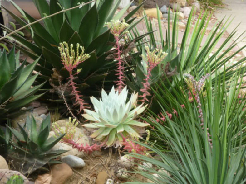 Dudleya brittonii (Giant Chalk Dudleya)