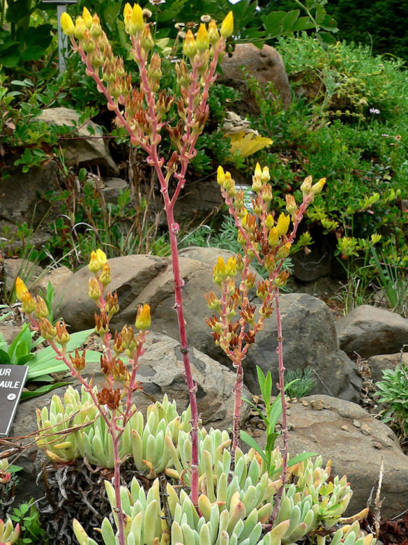 Dudleya caespitosa - Sea Lettuce Coast Dudleya