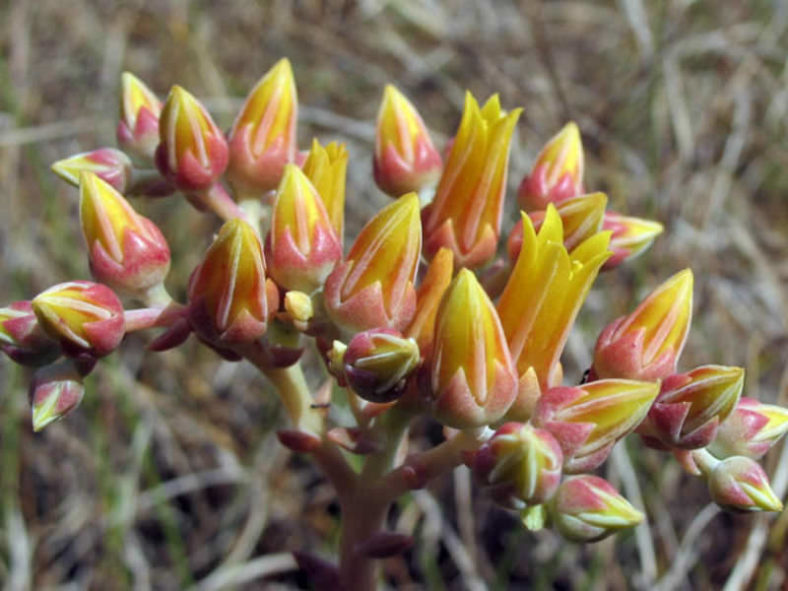 Dudleya caespitosa - Sea Lettuce Coast Dudleya