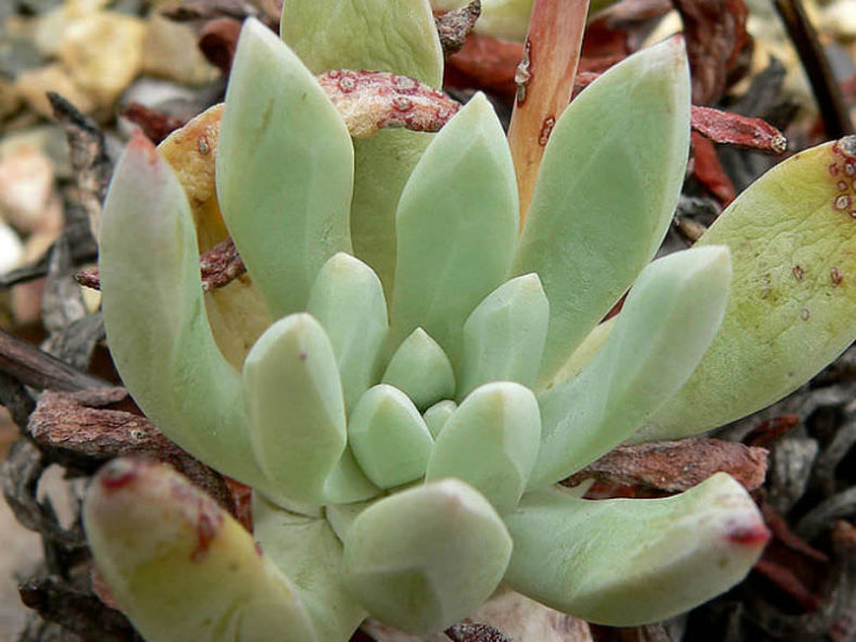 Dudleya caespitosa - Sea Lettuce Coast Dudleya
