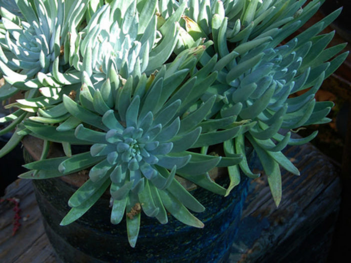 Dudleya caespitosa - Sea Lettuce Coast Dudleya