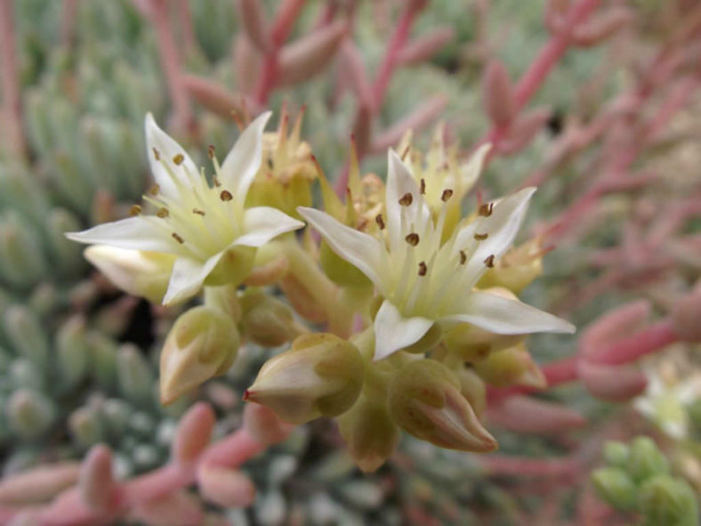 Dudleya virens subsp. hassei - Catalina Island Liveforever