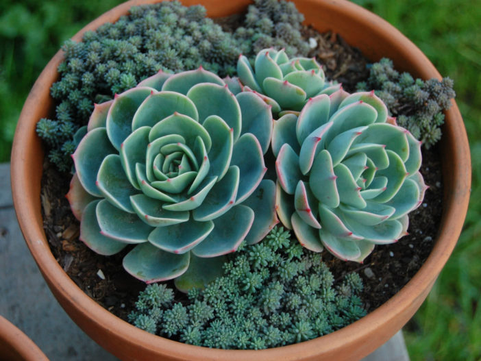 Echeveria x imbricata - Blue Rose Echeveria Hens and Chicks