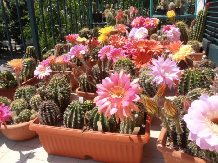 Grow and Care Echinopsis
