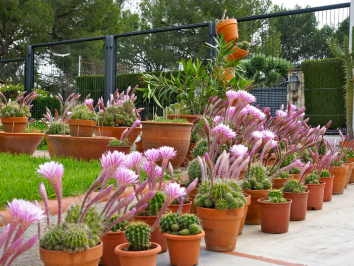 Echinopsis oxygona (Easter Lily Cactus)