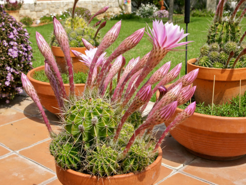 Echinopsis oxygona (Easter Lily Cactus)