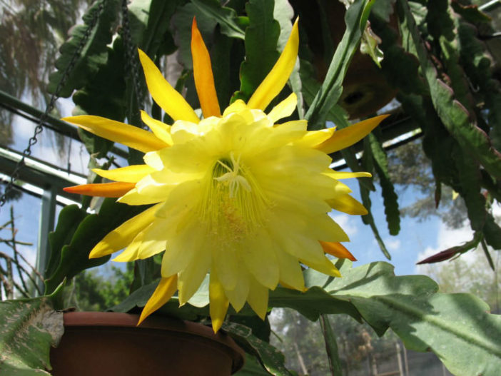 Epiphyllum hybrid