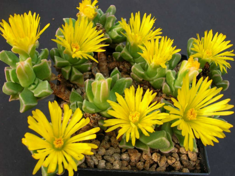 Faucaria bosscheana var. haagei