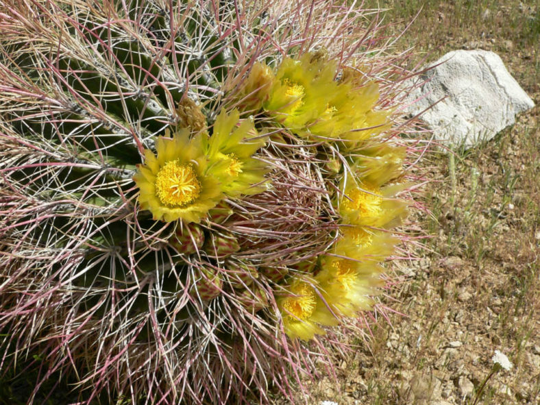 Ferocactus cylindraceus - California Barrel Cactus