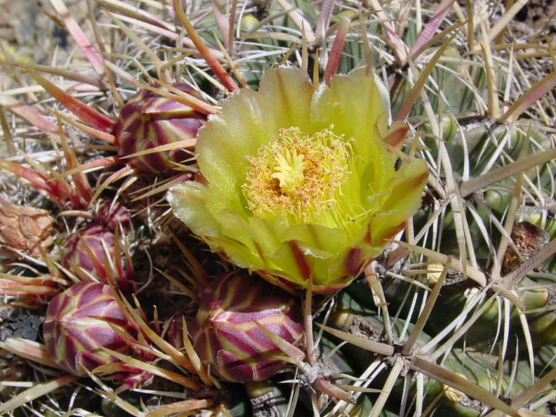 Ferocactus viridescens - Coast Barrel Cactus San Diego Barrel Cactus