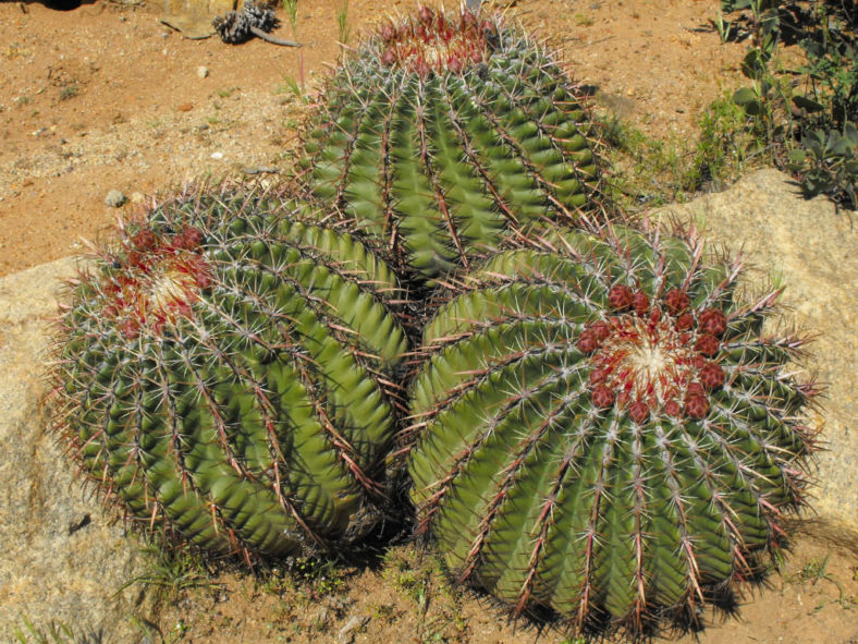 Ferocactus viridescens - Coast Barrel Cactus San Diego Barrel Cactus