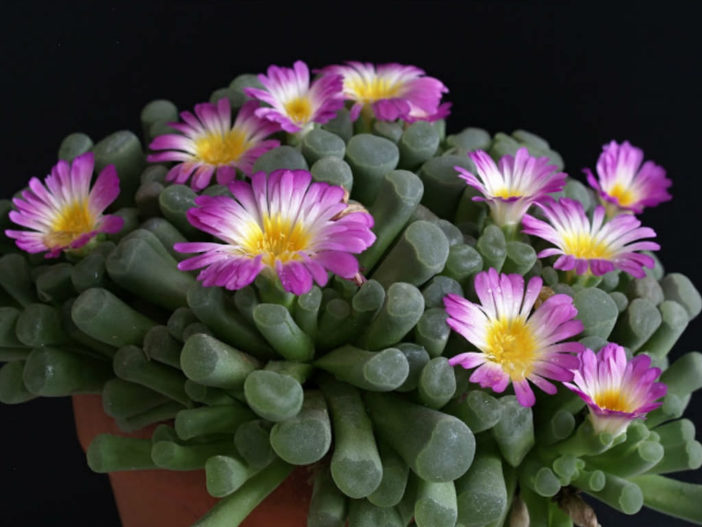 Grow and Care Frithia (Frithia pulchra)