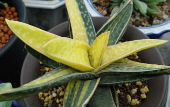 How to Grow and Care for Gasteria Gasteria