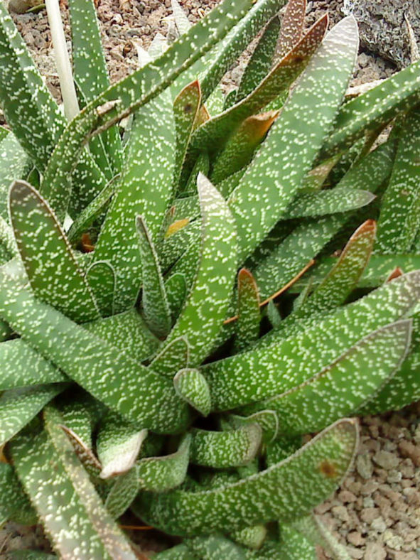 Gasteria carinata (Bredasdorp Gasteria)