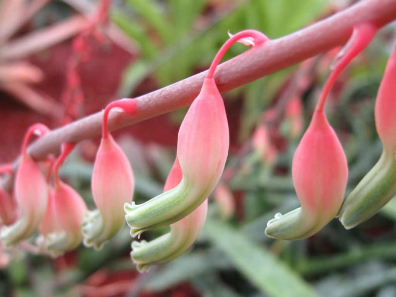 Gasteria carinata (Bredasdorp Gasteria)