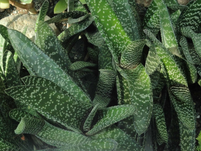 Gasteria carinata (Bredasdorp Gasteria)