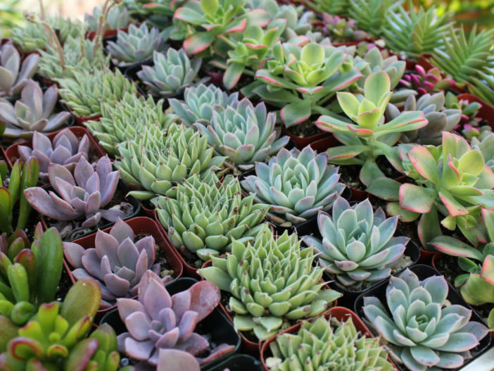 How to Grow Healthy Succulent Plants - World of Succulents