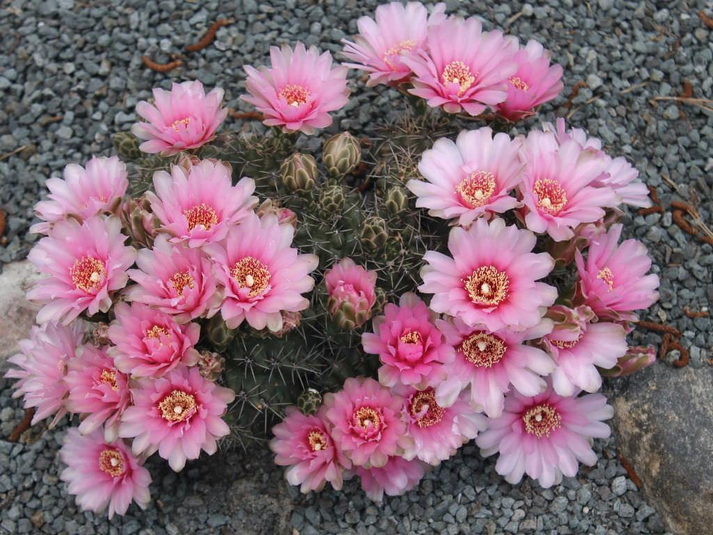 Gymnocalycium