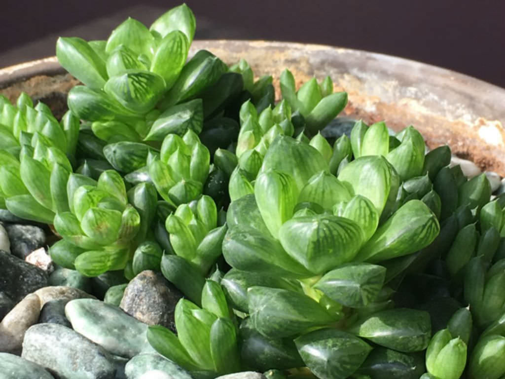 Haworthia cymbiformis var. obtusa