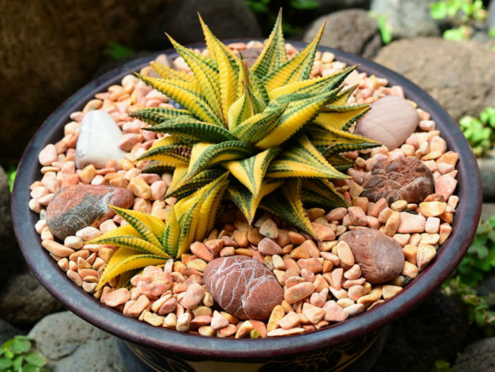 Haworthia limifolia f.variegata