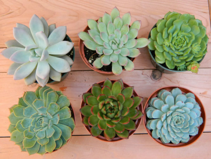 Healthy Succulents