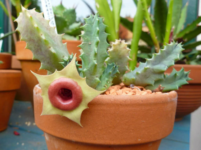 Huernia zebrina subsp. insigniflora (Lifesaver Cactus)