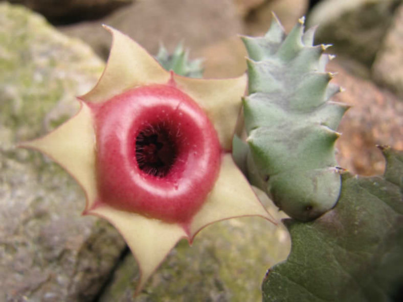 Huernia zebrina subsp. insigniflora (Lifesaver Cactus)